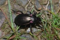 Carabus nemoralis