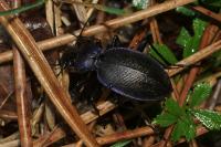 Carabus problematicus