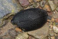 Carabus coriaceus