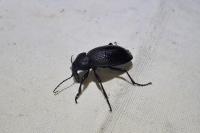 Carabus coriaceus