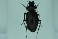 Carabus nemoralis