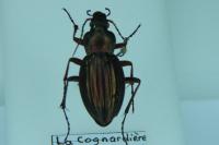 Carabus auratus