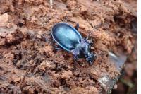 Carabus nemoralis