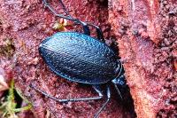 Carabus intricatus