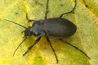Carabus nemoralis