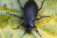 Carabus nemoralis