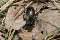 Carabus nemoralis