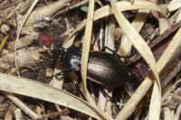 Carabus nemoralis