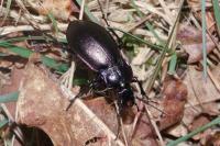 Carabus nemoralis