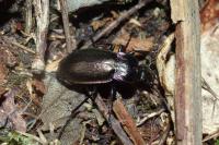 Carabus nemoralis