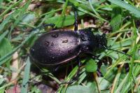 Carabus nemoralis