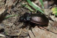 Carabus nemoralis