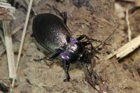 Carabus nemoralis