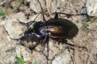 Carabus nemoralis