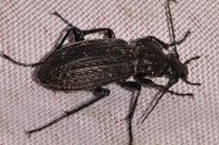 Carabus granulatus
