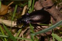 Carabus nemoralis