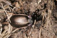 Carabus nemoralis