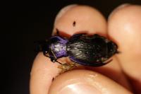 Carabus problematicus