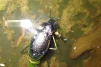 Carabus nemoralis