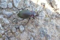 Carabus nemoralis