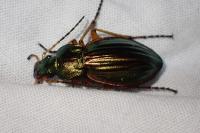 Carabus auratus