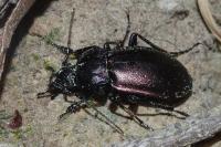 Carabus nemoralis