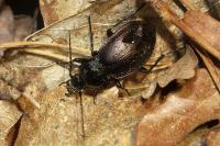 Carabus nemoralis
