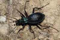 Carabus intricatus