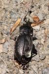 Carabus nemoralis