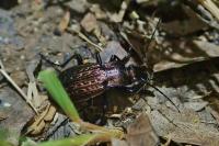 Carabus granulatus