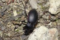 Carabus nemoralis