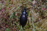 Carabus nemoralis