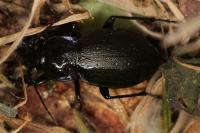 Carabus nemoralis