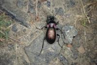 Carabus nemoralis