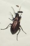Carabus granulatus