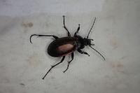 Carabus nemoralis