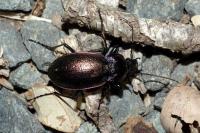 Carabus nemoralis