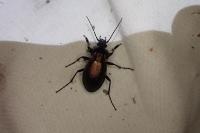 Carabus nemoralis