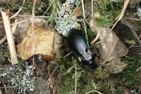 Carabus nemoralis