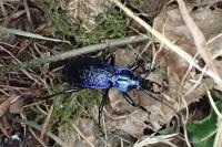 Carabus intricatus