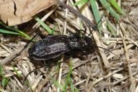 Carabus granulatus