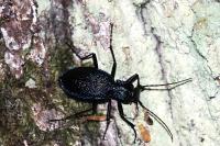 Carabus intricatus