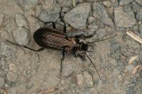 Carabus granulatus