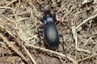 Carabus problematicus