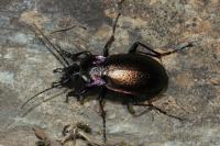 Carabus nemoralis