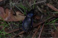 Carabus problematicus