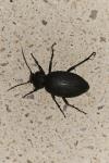 Carabus coriaceus