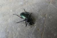 Carabus nemoralis