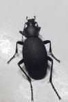 Carabus coriaceus