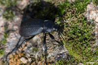 Carabus coriaceus